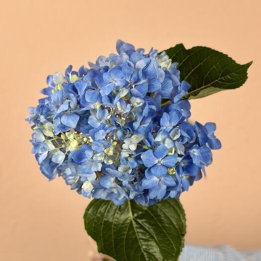 Гортензия голубая