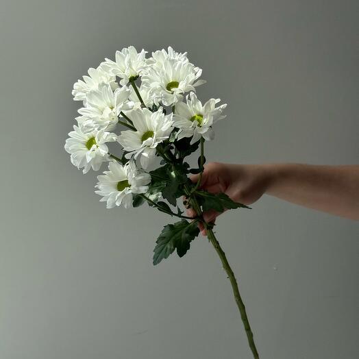 Хризантема кустовая Баккарди