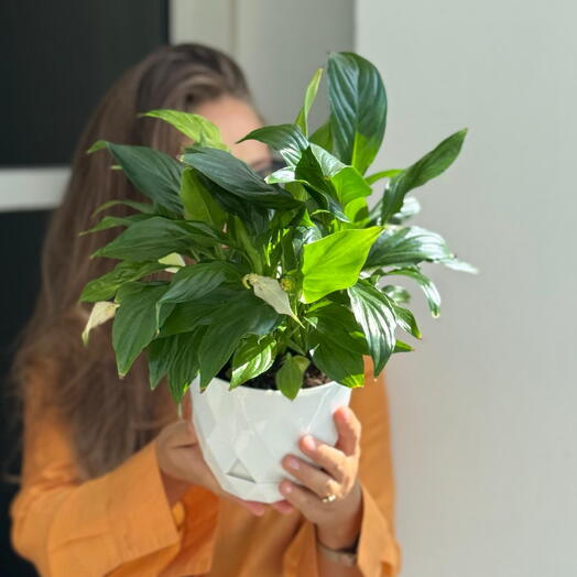 Спатифилум пересаженный в кашпо