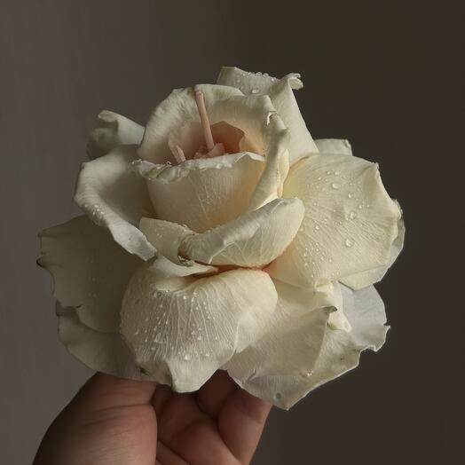 Rose candle - Swan lake 🦢