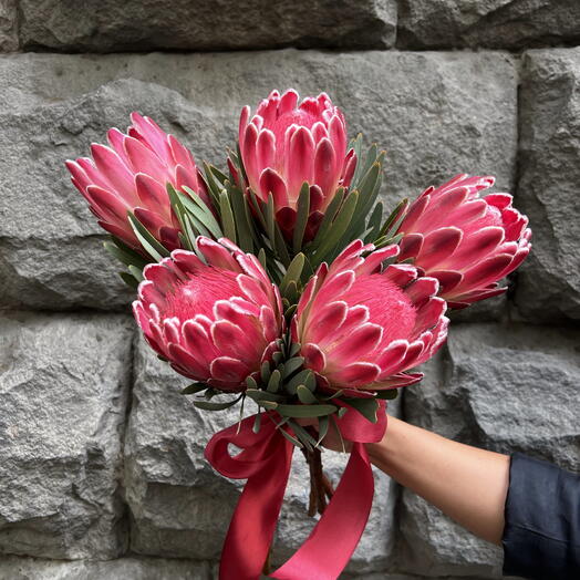 Protea