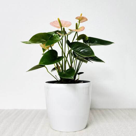 Антуриум розовый в белом кашпо с автополивом, высота 35см