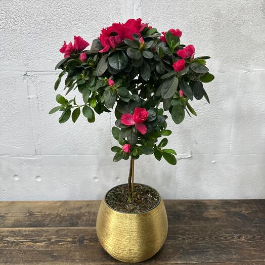 Азалия на штамбе в ассортименте