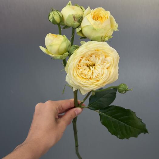 Роза кустовая Россия пионовидная