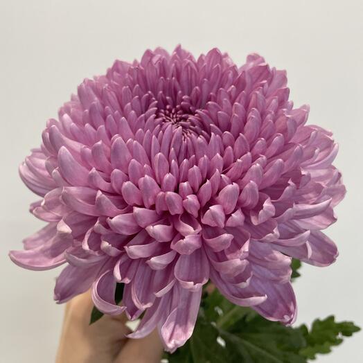 Хризантема одноголовая местная, Даниэль