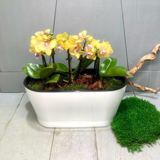 Композиция трио из Орхидей