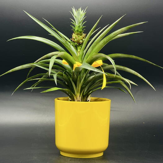Комнатное растение ананас в желтом кашпо