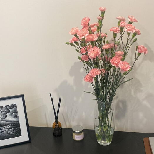 Розовая кустовая гвоздика