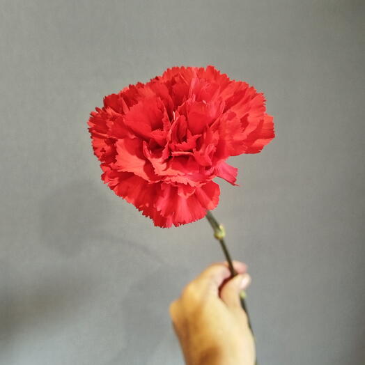 Гвоздика красная (1 шт)