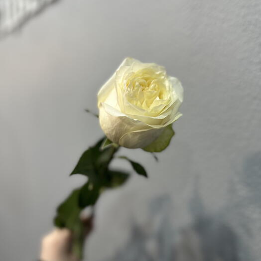 Роза белая