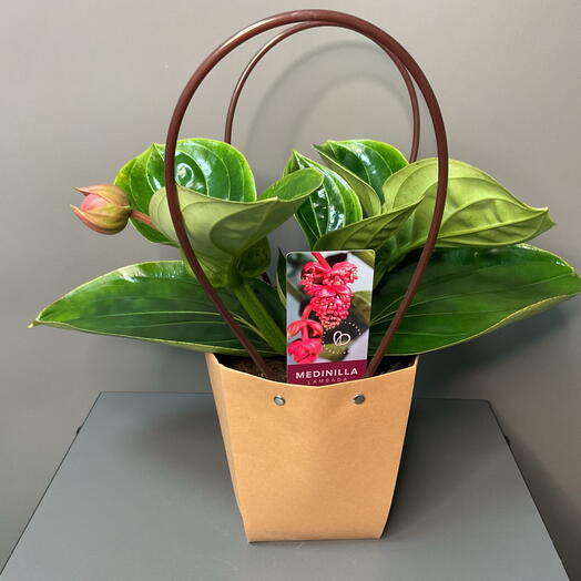 Комнатное растение мединилла в подарочной сумочке