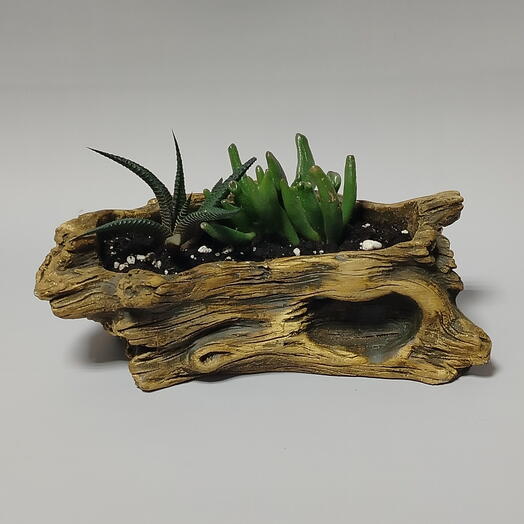 Композиция из комнатных растений, Хавортии и Крассулы, в кашпо, пересаженная