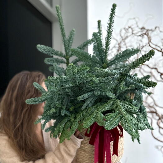 ECO корзина М с нобилисом