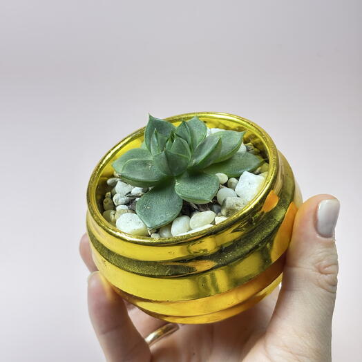 Суккулент Японский в золотом  кашпо редкий