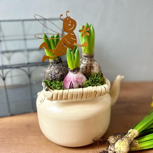 Композиция из микса Гиацинтов в металлическом кашпо «Чаепитие в саду»