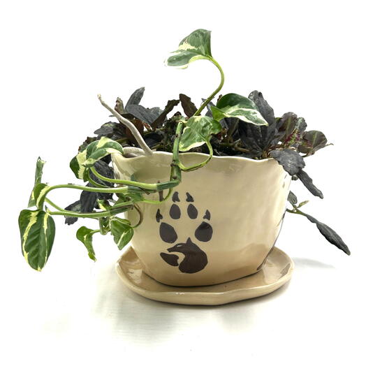 Композиция из пеллионии и эпипремнума N Joi ( Pellionia repens, Epipremnum aureum N Joy ) в керамическом горшке