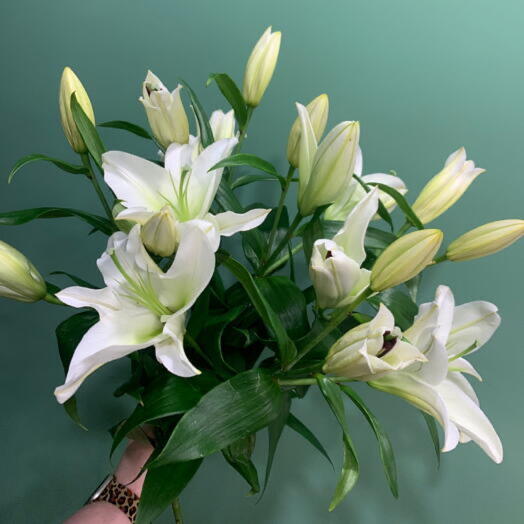 Лилия белая