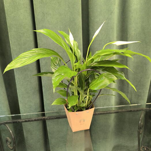 Спатифиллум Штраус в подарочной упаковке (Spathiphyllum Strauss)