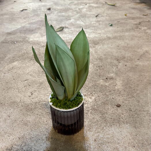 Sansevieria Water Pot 3Pcs Combo