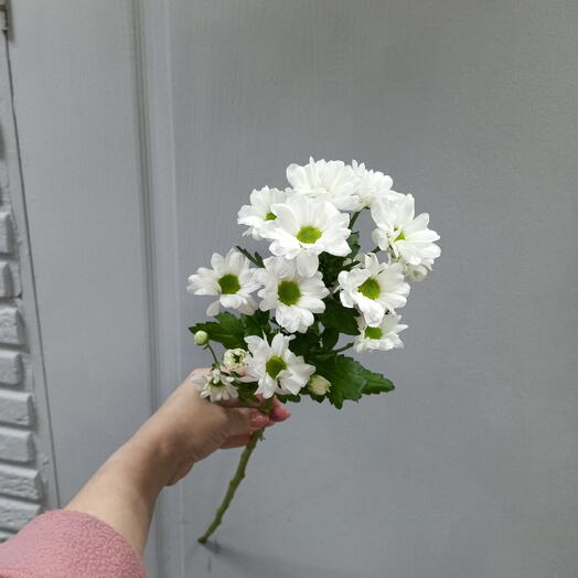 Хризантема Бакарди