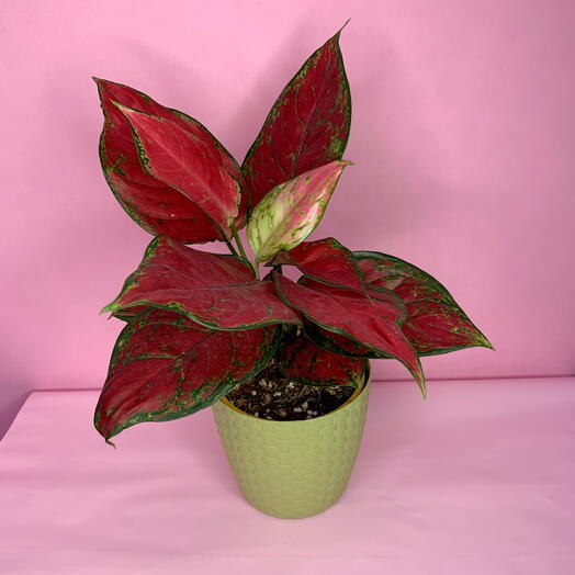 Аглаонема Wealthy Red в оливковом кашпо