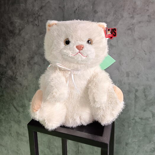 Белый котик