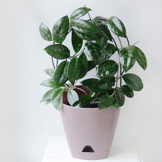 Хойя (восковой плющ), лиана