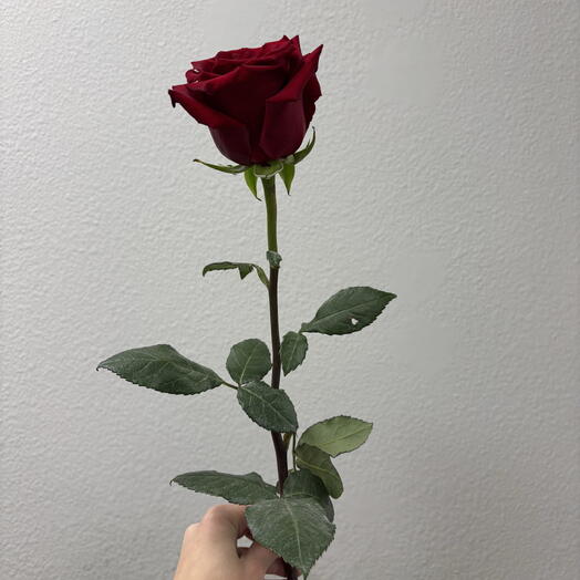 Красная Роза Эксплорер