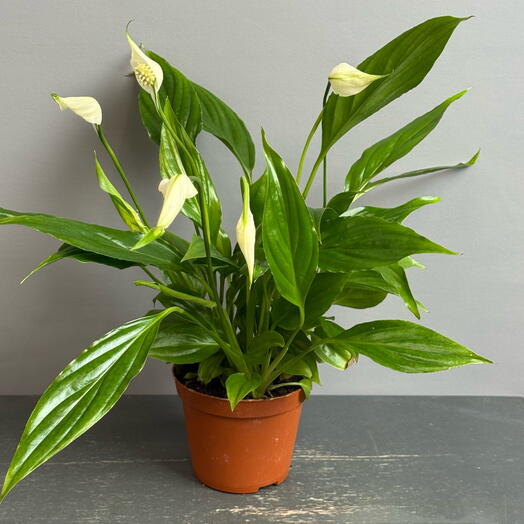 Спатифиллум  - парус любви в горшке диаметр 9🤍