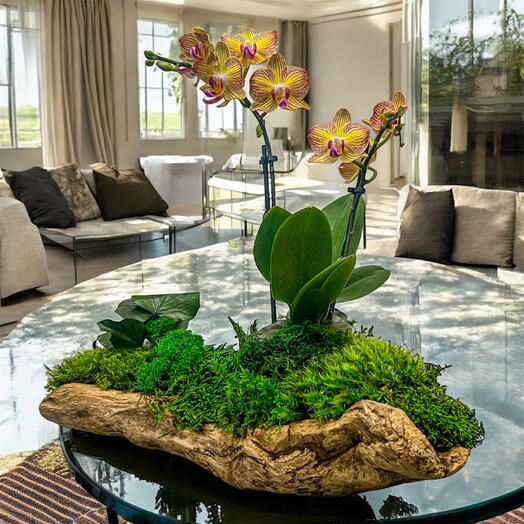 Орхидея настольная композиция