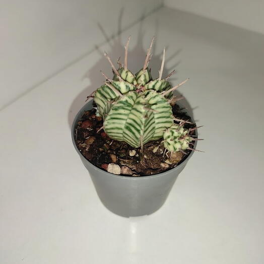 Эуфорбия мелоформис вариегата