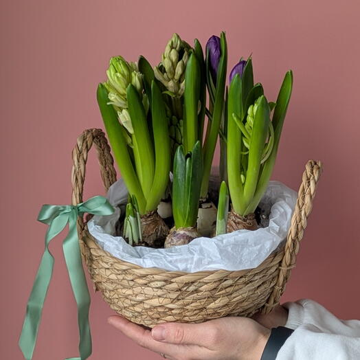 Луковички гиацинтов и первоцветов в корзинке