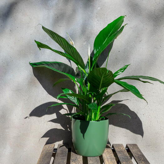 "Venus Lily" - Spathiphyllum in a green ceramic pot
