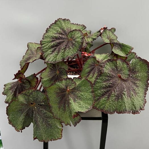 Большая BEGONIA REX MIX 3PP