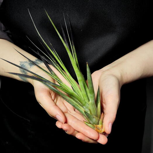 Тилландсия Капитата Блэк (Tillandsia Capitata Black)