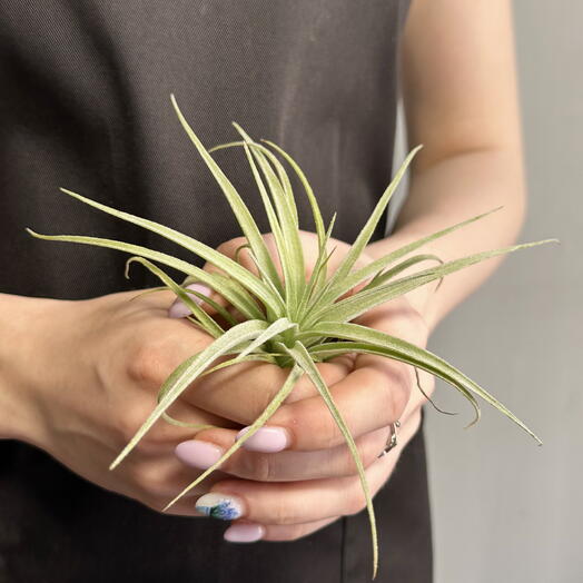 Тилландсия Полиана (Tillandsia Pohliana)