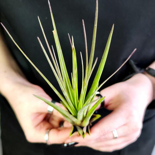 Тилландсия Меланократер Ред (Tillandsia Melanocrater Red)