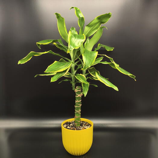 Драцена Голден Кост в желтом кашпо