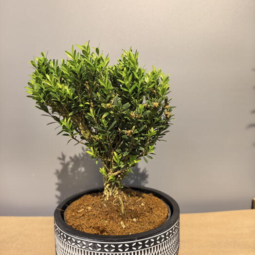 Бонсай Buxus самшит