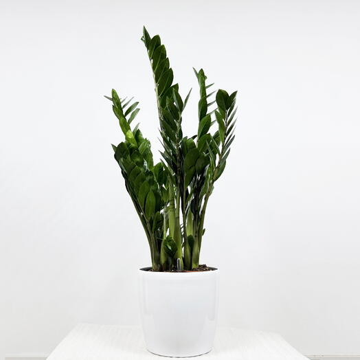 Замиокулькас в белом кашпо с АВТОПОЛИВОМ, высота 100-110 см