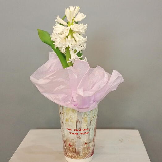 Белый гиацинт