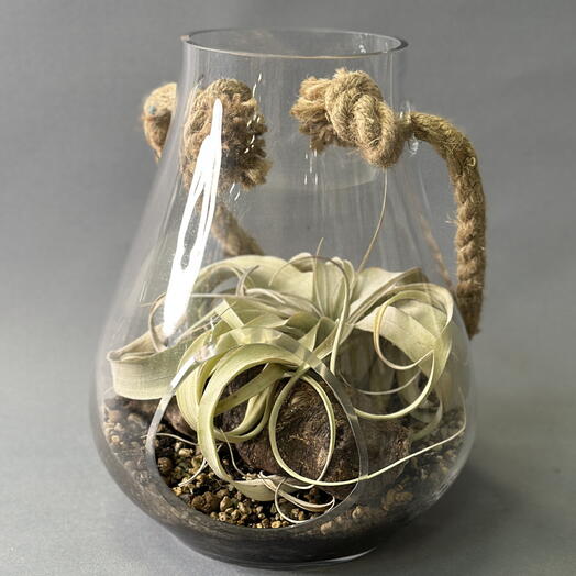 Тилландсия ксерографика