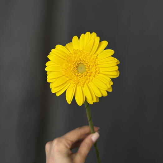 Гербера мини желтая