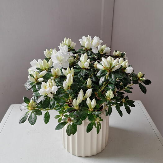 Белоснежная азалия в кремовом керамическом кашпо