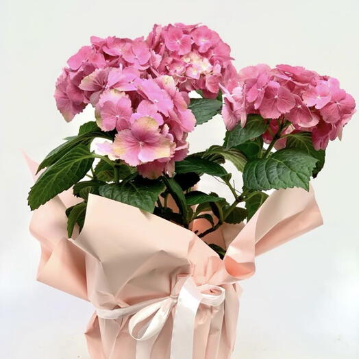 Гортензия розовая 🌸