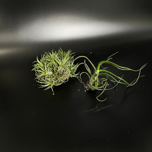 Подарочный набор необычных растений атмосферные Тилландсии