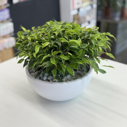 Фикус Green Kinky in