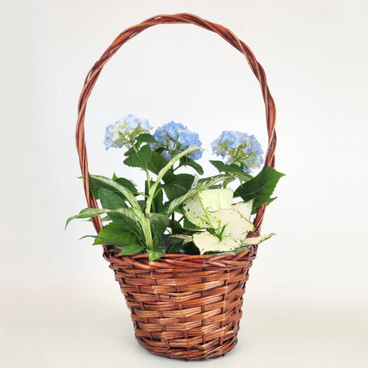 Корзина растений "Гортензия, Спатифиллум, Аглаонема"