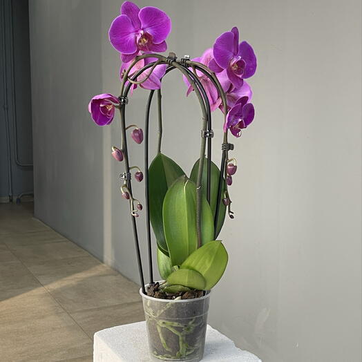 ORCHID PINK PURPLE эффектная каскадная 2-ствольная орхидея фаленопсис
