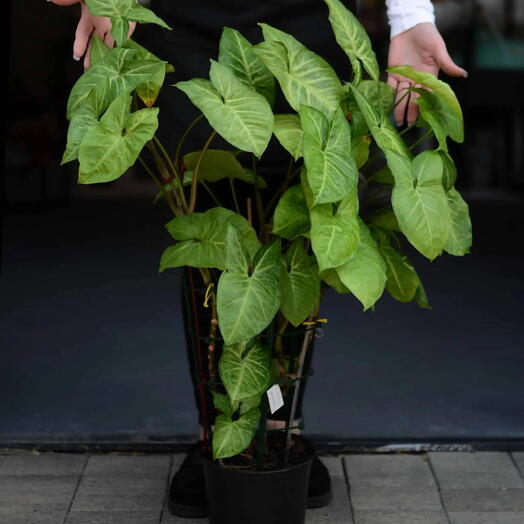 Сингониум ножколистный (Syngonium podophyllum)